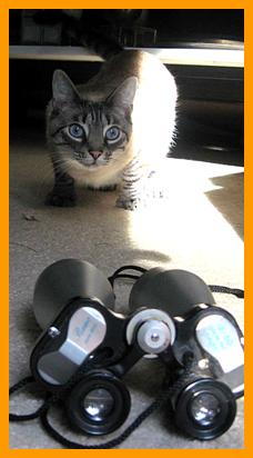 cat looking at  binoculars