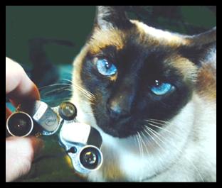 Siamese Cat with Her Miniature Binoculars 