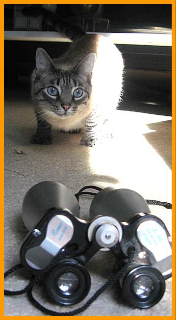Cute Cat with Bueno Binoculars.
Gato con binoculares.
Chat avec jumelles.
Katze mit fernglas.