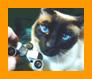 Siamese Cat with Miniature Binoculars.
Bonito Gato con binoculares en miniatura.
Joli Chat avec jumelles miniature.
Hubsche Katz mit miniatur fernglas.
Vacker katt med miniatur kikare.
Grazioso gatto con binocolo in miniatura.