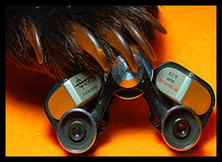 Bear with Miniature  Binoculars.
7x18 binoculars.
7x18 jumelles.
7x18 fernglas.
7x18 binoculares.
7x18 prismaticos.
7x18 binocolo.
7x19 kikare.
7x18 kiikarit.
7x18 verrekijker
7x18 dylbi.
7x18 ong nhom.
7x18 dvogled.
7x18 lornetka.
7x18 cinoclu.