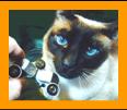 Siamese Cat with Miniature Binoculars.
Bonito Gato con binoculares en miniatura.
Joli Chat avec jumelles miniature.
Hubsche Katz mit miniatur fernglas.
Vacker katt med miniatur kikare.
Grazioso gatto con binocolo in miniatura.