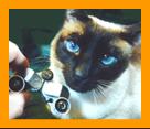 Siamese Cat with Miniature Binoculars.
Bonito Gato con binoculares en miniatura.
Joli Chat avec jumelles miniature.
Hubsche Katz mit miniatur fernglas.
Vacker katt med miniatur kikare.
Grazioso gatto con binocolo in miniatura.