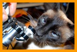 Siamese cat checking out binoculars.
Joli chat avec jumelles.
Bonito gato con binoculares.
Katze mit fernglas.
Vacker katt med kikare.
Grazioso gatto con binocolo. 