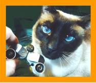 Cat with binoculars.
Katze mit fernglas.
Chat avec jumelles.
Gato con binoculares.
Katt med kikare.
Gatto con binocolo.