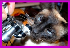 Siamese cat checking out binoculars.
Joli chat avec jumelles.
Bonito gato con binoculares.
Katze mit fernglas.
Vacker katt med kikare.
Grazioso gatto con binocolo. 