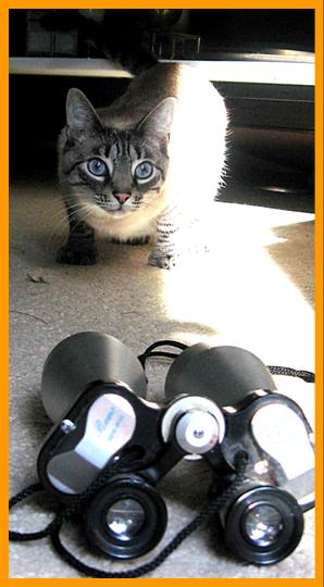 Cute Cat with Binoculars