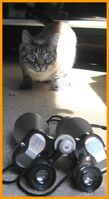 Tiger Cat with his Binoculars