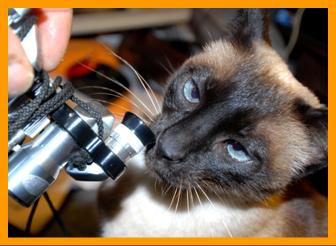 Siamese cat with Binoculars