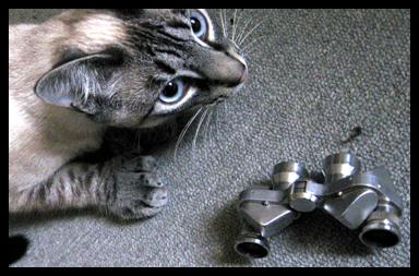 Cute Cat with His Miniiature Binoculars