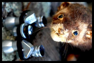 Weasel with It's Miniature Binoculars