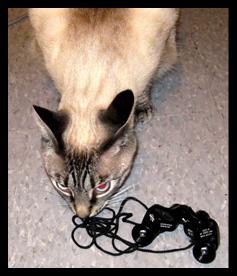 Cat investigating binoculars