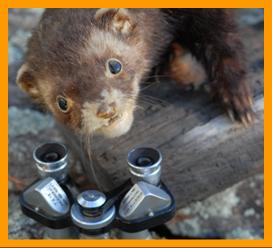 Weasel with Miniature Binoculars