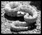 Rattlesnake, image by Tigerhawkvok, used under the Creative Commons Attribution ShareAlike 3.0 License
