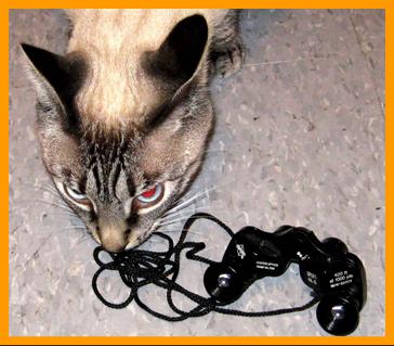 Cat Sniiffing Out New Binoculars