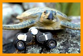 Turtle with Miniature Binoculars