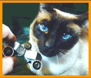Blue Eyed Cat With Binoculars