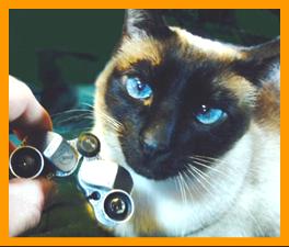 Siamese Cat with Miniature Binoculars.
Cat with binoculars.
Bonito Gato con binoculares en miniatura.
Joli Chat avec jumelles miniature.
Hubsche Katz mit miniatur fernglas.
Vacker katt med miniatur kikare.
Grazioso gatto con binocolo in miniatura.
Grazoso gatto con prismaticos in minaiturea.
Kat met verrekijker.
Katt med kikkert.
Kot z lornetka.
Kicka s dalekohled.
Mand ned kikkert.
Macska tavcsovel.
Kissa kiikariella.
Gato com binoculos.
Kakis ar binokli.
Kate su ziuronu.

