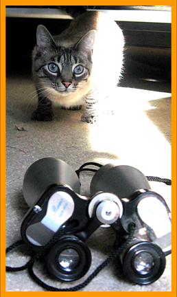 Cute Cat with Binoculars