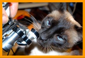 Siamese Cat Sniffing Miniature Binoculars