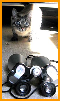 Cute Cat with Binoculars.
Cat with hisr binoculars.
Chat avec jumelles.
Katze mit fernglas.
Gato con binoculares.
Gato con prismaticos.
Katt met kikare.
Gatto con il binocolo.
Kat met verrekijker.
Katt med kikkert.
Kot z lornetka.
Kocka s dalekohled.
Mand med kikkert.
Macska tavcsovel.
Kissa kiikariella.
Gato com binoculos.
Kakis ar binokli.
Kate su ziuronu.
