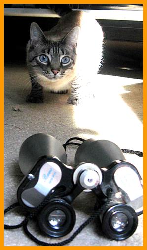 Cat Hunting Binoculars