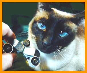 Siamese Cat with Miniature Binoculars.
Cat with binoculars.
Bonito Gato con binoculares en miniatura.
Joli Chat avec jumelles miniature.
Hubsche Katz mit miniatur fernglas.
Vacker katt med miniatur kikare.
Grazioso gatto con binocolo in miniatura.
Grazoso gatto con prismaticos in minaiturea.
Kat met verrekijker.
Katt med kikkert.
Kot z lornetka.
Kicka s dalekohled.
Mand ned kikkert.
Macska tavcsovel.
Kissa kiikariella.
Gato com binoculos.
Kakis ar binokli.
Kate su ziuronu.

